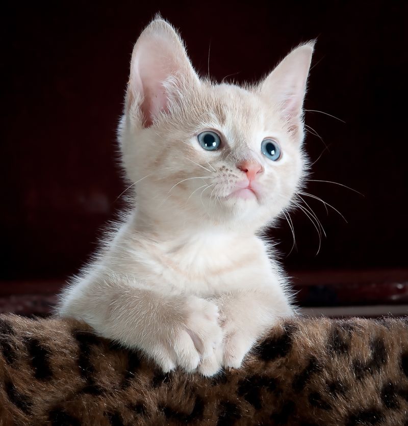 Коти